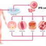 Nuovo studio Vertical sulle cellule pluripotenti indotte (IPSC)